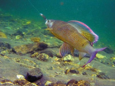 Мормышки на хариуса