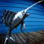Swordfish