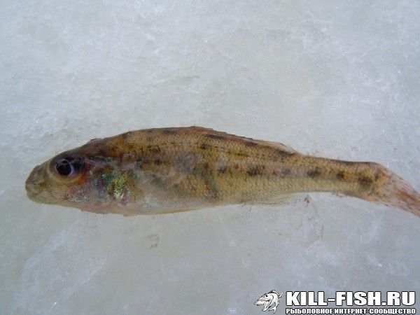 847956695 — копия.jpg