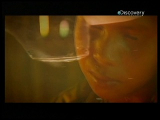 "Discovery. Речные монстры" - Амазонские убийцы 1 сезон 5 серия