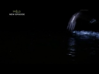 "Discovery. Речные монстры" - Пресноводная акула 1 сезон 7 серия