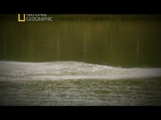 "National Geographic. На крючке: ловля монстров" - Гимносарда и желтая акула