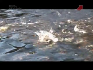 Ловля тайменя на реке Оленёк