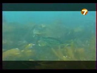 Диалоги о Рыбалке.Норвегия 2.Треска.Сайда.